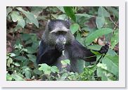 03LakeManyara - 72 * Samango Monkey.